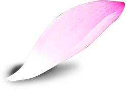 Pink Petal - beautiful - Lossless PNG