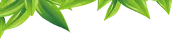 Green Leaves - Transparent Layer PNG - No Watermark PNG