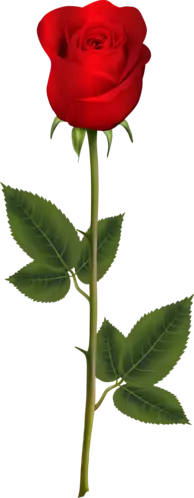 Red Rose - Designer's Pick PNG - rose