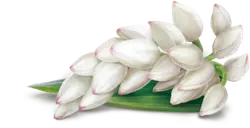 Magnolia denudata Desr. - plant - High Resolution PNG