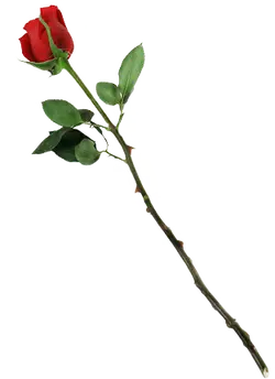 Red Rose - High Resolution PNG - rose