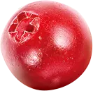 Pomegranate - fruit - PNG Images