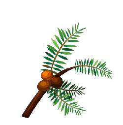 Coconut Tree - palm leaves - No Background PNG