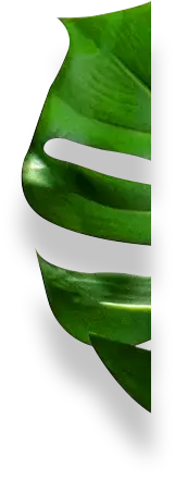Monstera deliciosa - green - Transparent Background PNG