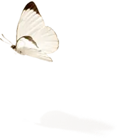 Ascia monuste - white - Transparent Background PNG