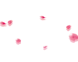 Pink Petals - Highly Rated PNG - petal