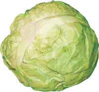 Cabbage - fresh - circle - High Resolution PNG