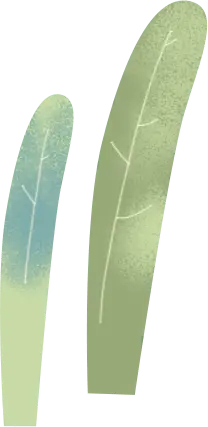 Feather - birds - Designer Recommended PNG