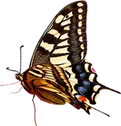 Swallowtail Butterfly - colorful - Lossless PNG