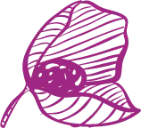 Purple Leaf - line drawing - High Resolution PNG