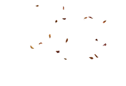 Butterflies - colorful - PNG