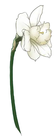 Narcissus - plant - Highly Rated PNG