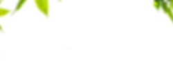 Black Bear - PNG Images