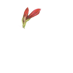 Red Flower - plant - PNG