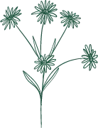 Green Flowers - plant - Transparent Background PNG