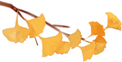 Ginkgo Biloba Leaf - nature - Transparent Background PNG