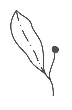 Leaf - growth - life - PNG Images
