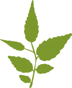 Maple Leaf - Popular Download PNG - leaf