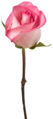 Pink Rose - Recommended PNG - Highly Rated PNG