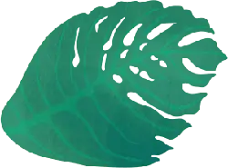 Leaf - nature - PNG Images