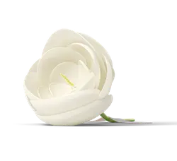 White Rose - rose - Highly Rated PNG