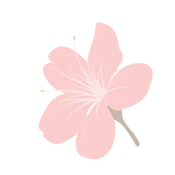 pink - PNG - Cherry Blossom