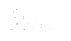 Pink Petals Falling - Lossless PNG - petal