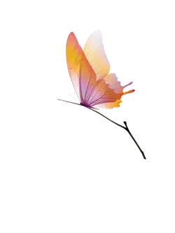 Colored Butterfly - High Download Count PNG