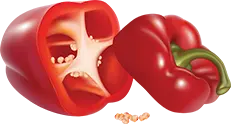 Bell Pepper - red - Lossless PNG