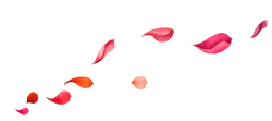 Petals Falling - Free PNG