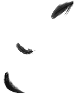 Feather - soft - black background - PNG Images