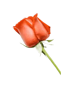 No Watermark PNG - plant - Red Rose