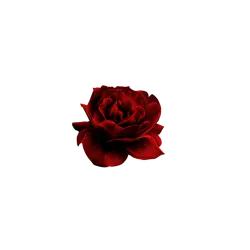 flower - High Download Count PNG - Red Rose