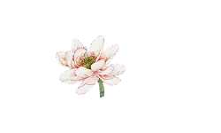 Lotus Flower - beautiful - Popular Download PNG