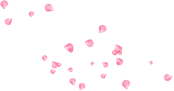 Pink Petals - decoration - Trending PNG