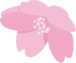 Cherry Blossom - Fast Download PNG - High Resolution PNG