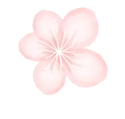 Cherry Blossom - Recommended PNG - Designer's Pick PNG