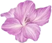 Rose - Fast Download PNG - flowers