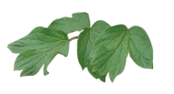 Scheffera palmata leaf - nature - Free PNG
