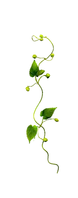 Climbing Vine - nature - Lossless PNG