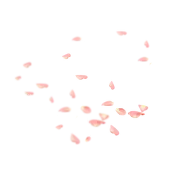 Cherry Blossom Petals - nature - falling - High Resolution PNG