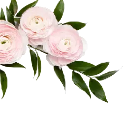 Pink Flowers - pink - Recommended PNG