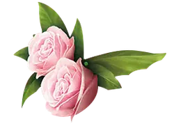 Pink Rose - green leaves - No Watermark PNG
