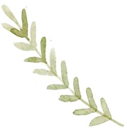 Adiantum - Free Download PNG