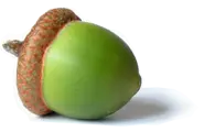 Apple and Acorn - nut - Lossless PNG