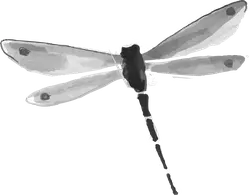 Dragonfly - nature - Free Download PNG