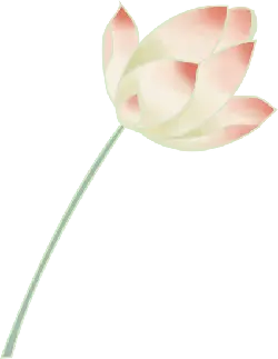 Lotus Flower - nature - High Quality PNG