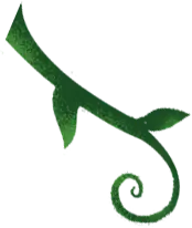 Vine - vine - High Resolution PNG