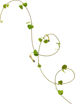 Pea Vine - pea family - Free PNG