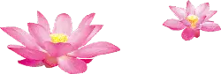Pink Lotus Flower - Free PNG